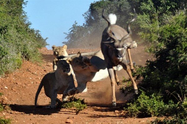 Hayvanlar dünyasından şaşırtıcı anlar