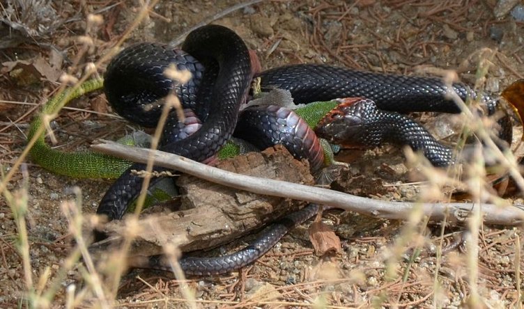 Kara yılan, avını yerken görüntülendi