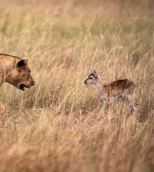Hayvanlar dünyasından şaşırtıcı anlar