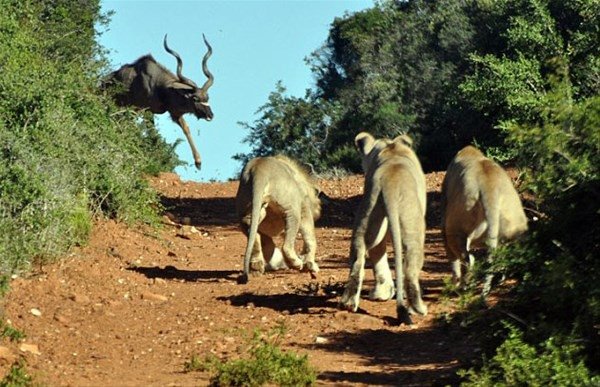 Hayvanlar dünyasından şaşırtıcı anlar