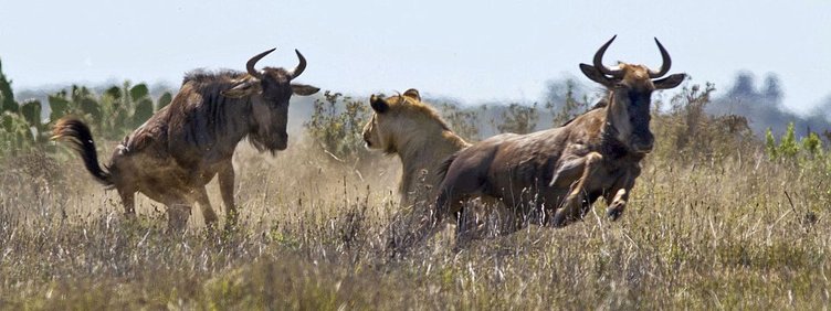 Hayvanlar dünyasından şaşırtıcı anlar