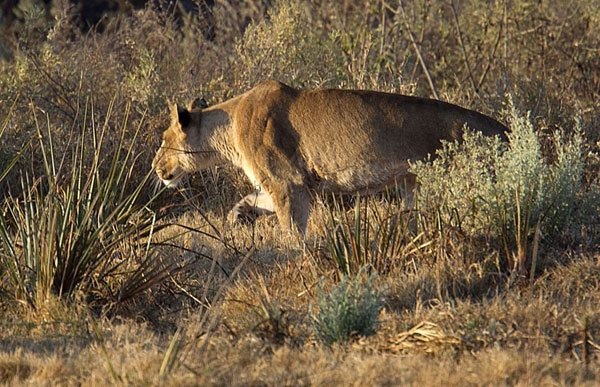 Hayvanlar dünyasından şaşırtıcı anlar