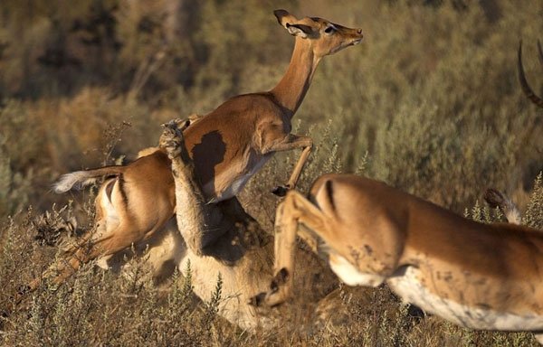 Hayvanlar dünyasından şaşırtıcı anlar