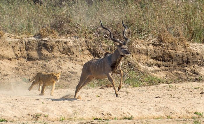 Hayvanlar dünyasından şaşırtıcı anlar