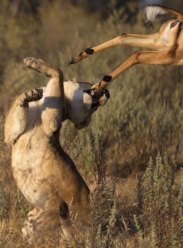 Hayvanlar dünyasından şaşırtıcı anlar