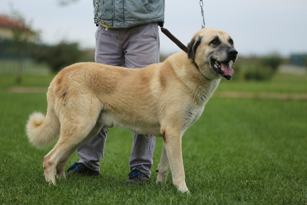 Çobanların güvencesi Kangal köpekleri Sayfa 1 Galeri Yaşam 12