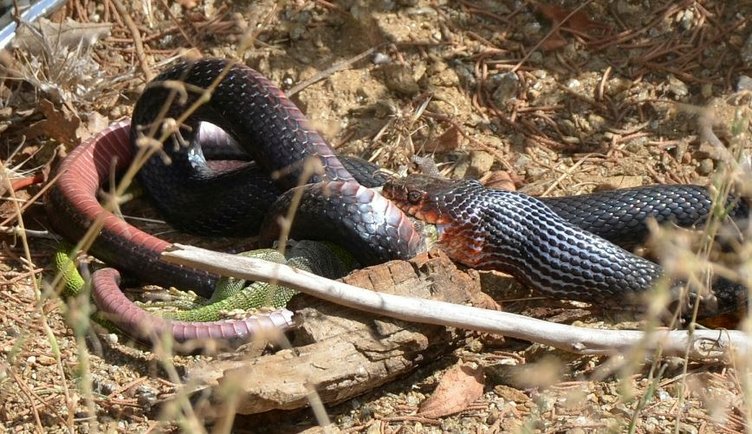 Kara yılan, avını yerken görüntülendi