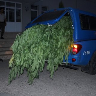 İzmir'de 10 bin kök hint keneviri ele geçirildi