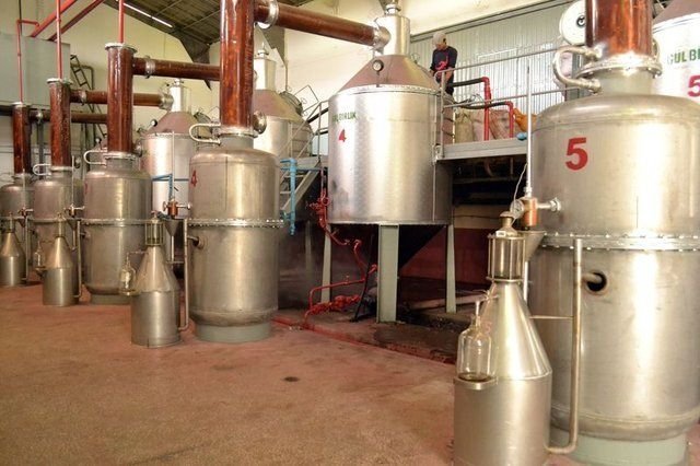 Gül yağının kilogramı 12 bin eurodan satılıyor!