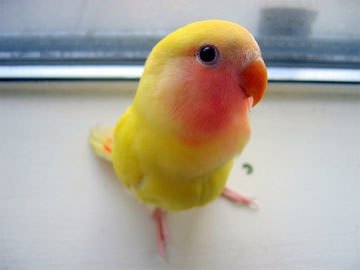 http://ia.sabah.com.tr/56bf29/0/0/0/0/0/0?u=http://i.sabah.com.tr/sb/galeri/yasam/3299/77199.jpg