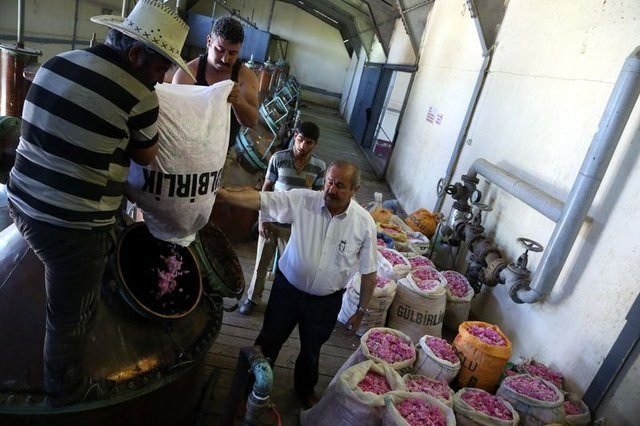 Gül yağının kilogramı 12 bin eurodan satılıyor!