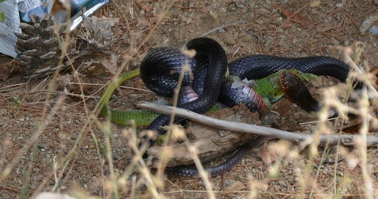 Kara yılan, avını yerken görüntülendi