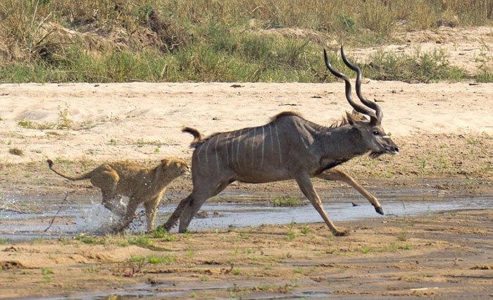 Hayvanlar dünyasından şaşırtıcı anlar