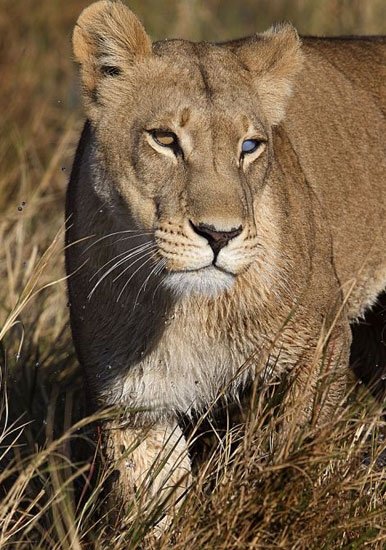 Hayvanlar dünyasından şaşırtıcı anlar