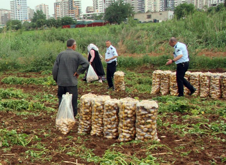 Tarladaki patatesi yağmaladılar!