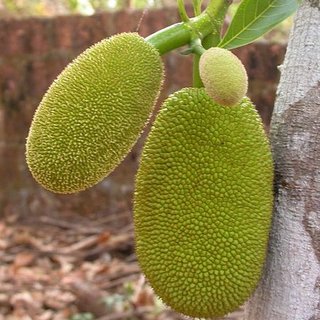Jack fruit nedir? Jackfruit meyvesinin faydaları nelerdir?