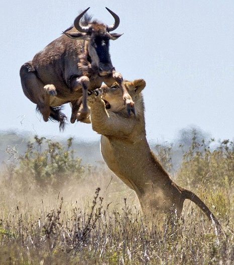 Hayvanlar dünyasından şaşırtıcı anlar