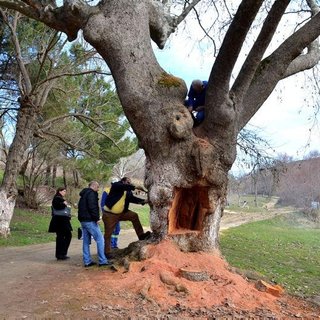 400 yıllık çınar böyle kurtarıldı