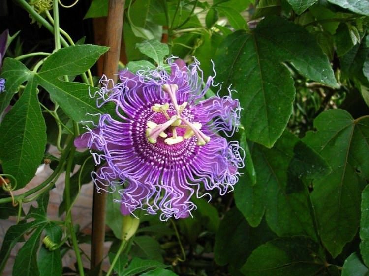 Bitki ve meyvelerin bilinmeyen özellikleri