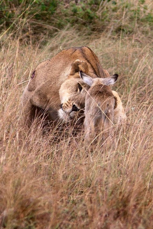 Hayvanlar dünyasından şaşırtıcı anlar