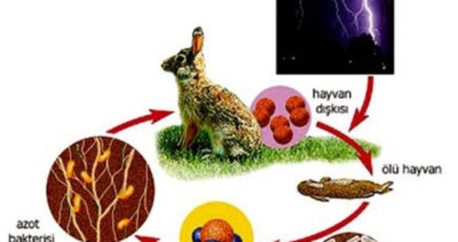 Azot Döngüsü Nedir Azot Döngüsü Nedir