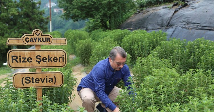 Rize Şekeri Stevia'nın ilk hasadı yapıldı