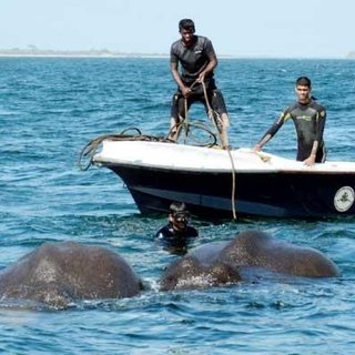 Sri Lanka’da iki fil denizden kurtarıldı