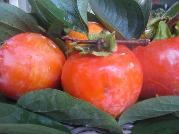 Bitki ve meyvelerin bilinmeyen özellikleri