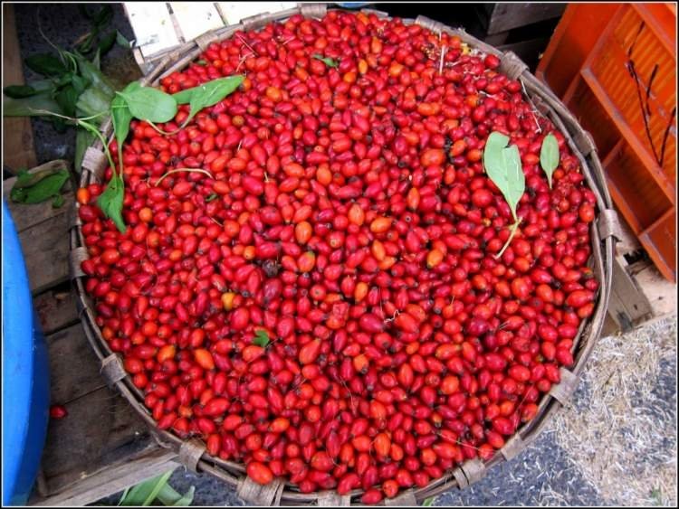 Bitki ve meyvelerin bilinmeyen özellikleri