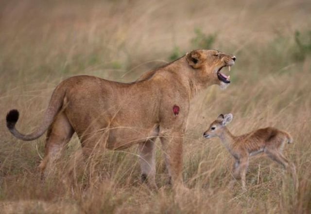Hayvanlar dünyasından şaşırtıcı anlar