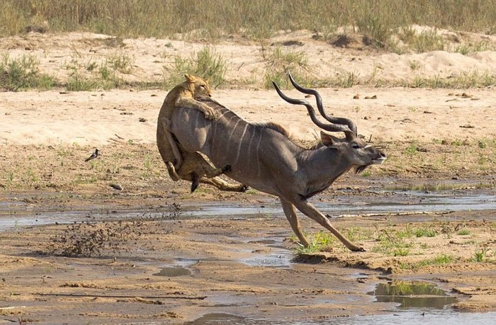 Hayvanlar dünyasından şaşırtıcı anlar