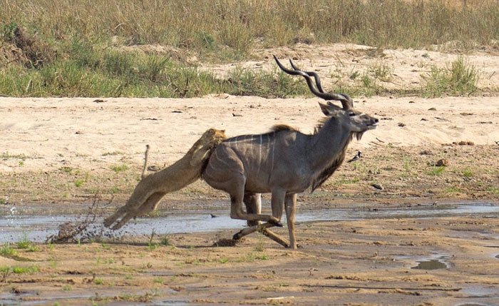 Hayvanlar dünyasından şaşırtıcı anlar
