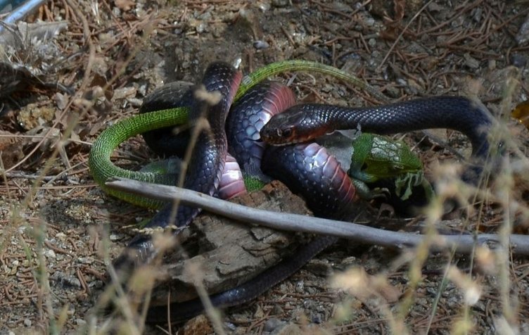 Kara yılan, avını yerken görüntülendi