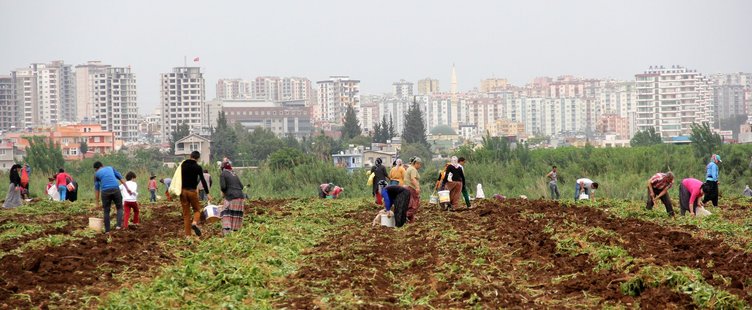 Tarladaki patatesi yağmaladılar!
