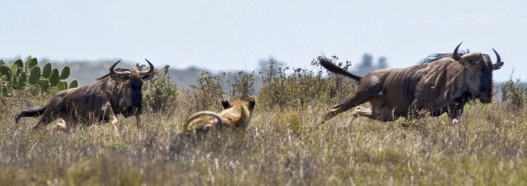 Hayvanlar dünyasından şaşırtıcı anlar