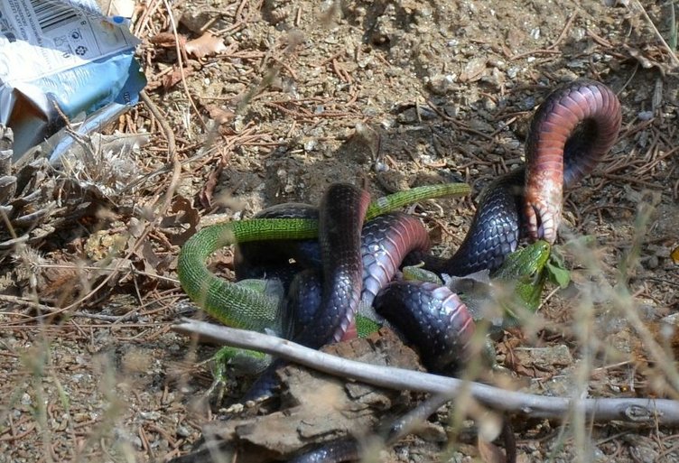 Kara yılan, avını yerken görüntülendi