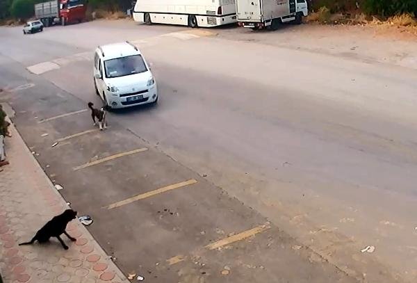 Antalya'da köpekleri bilerek ezen o sürücü yakalandı