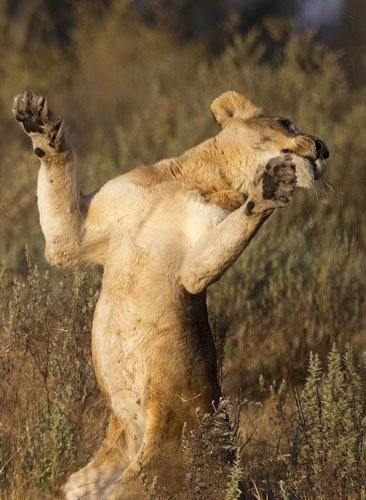 Hayvanlar dünyasından şaşırtıcı anlar