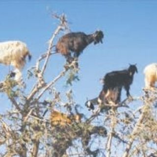 Meğer keçiler argan ağacının dostuymuş