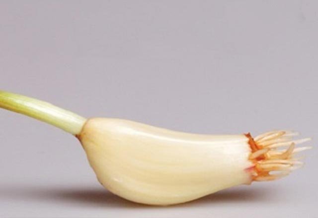 Yastığın altına sarımsak koymanın faydaları