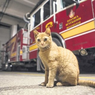 İtfaiyenin kadrolu kedisi Boncuk