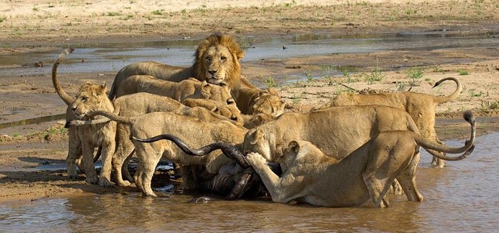 Hayvanlar dünyasından şaşırtıcı anlar